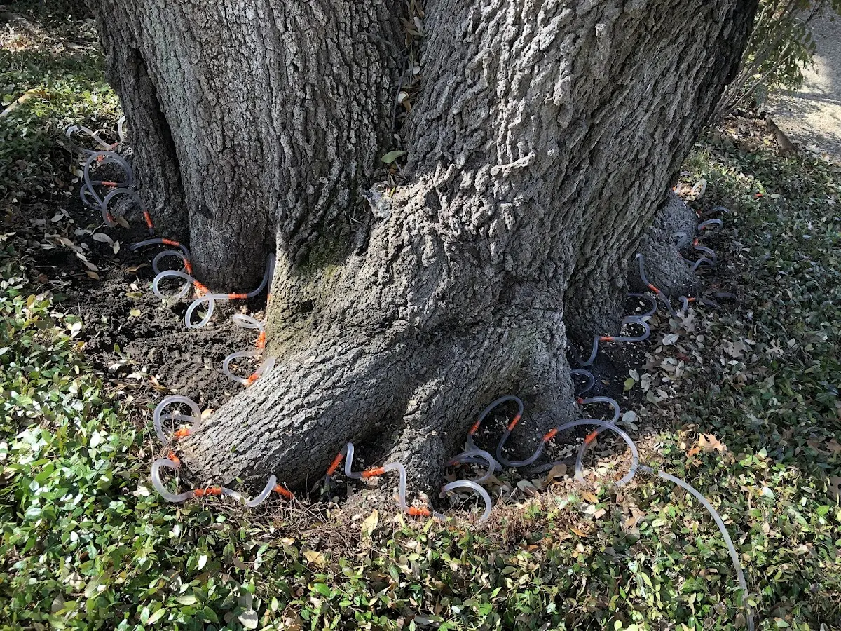Detailed Tree Cabling and Bracing job site in Wink