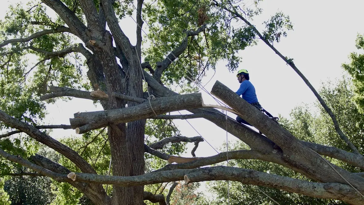 Professional Crown Thinning performed by certified arborists in Wink