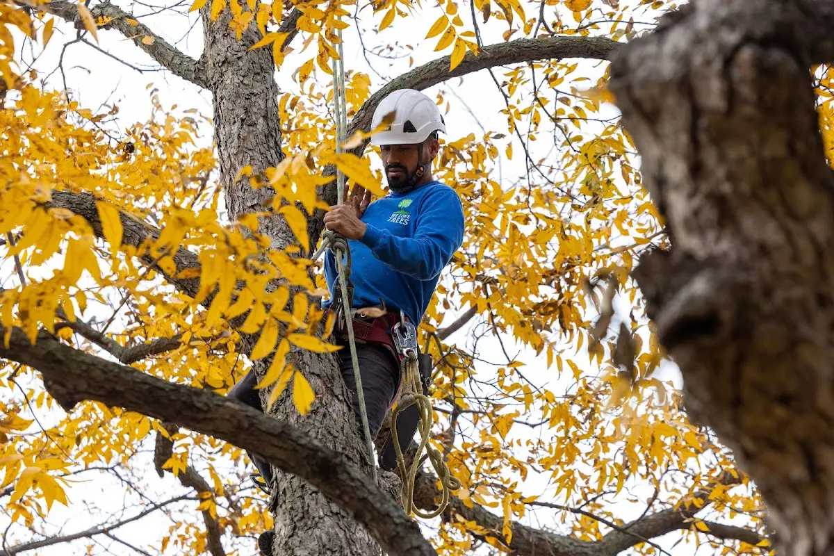 Skilled Tree Transplanting crew working in Wink